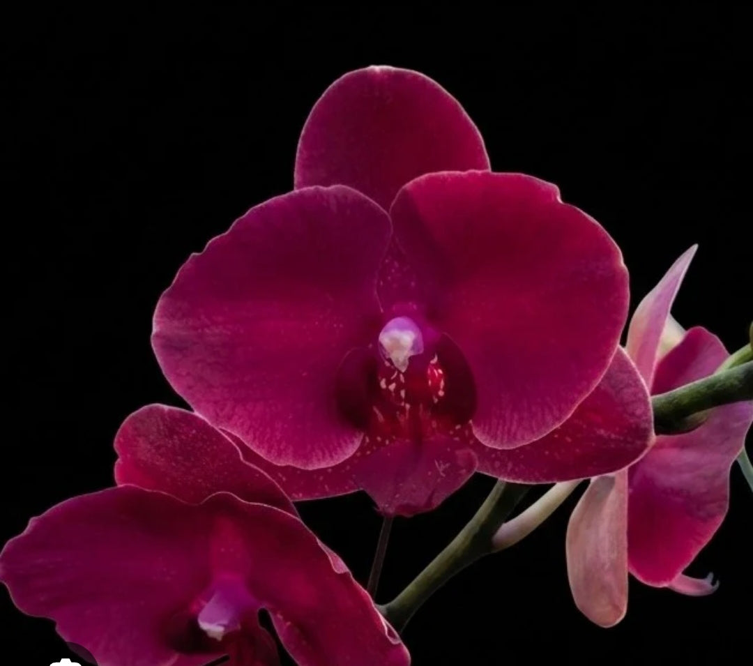Phalaenopsis Eagle King Orchid Plant