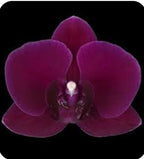 Phalaenopsis Eagle King Orchid Plant