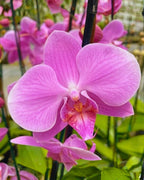 Phalaenopsis Rose Gold Orchid Plant