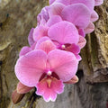 Phalaenopsis Rose Gold Orchid Plant
