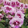 Phalaenopsis Lioulin Pretty Beta Orchid Plant