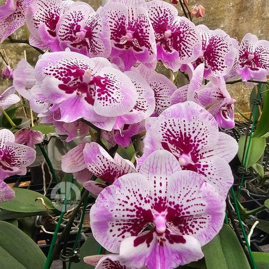 Phalaenopsis Lioulin Pretty Beta Orchid Plant