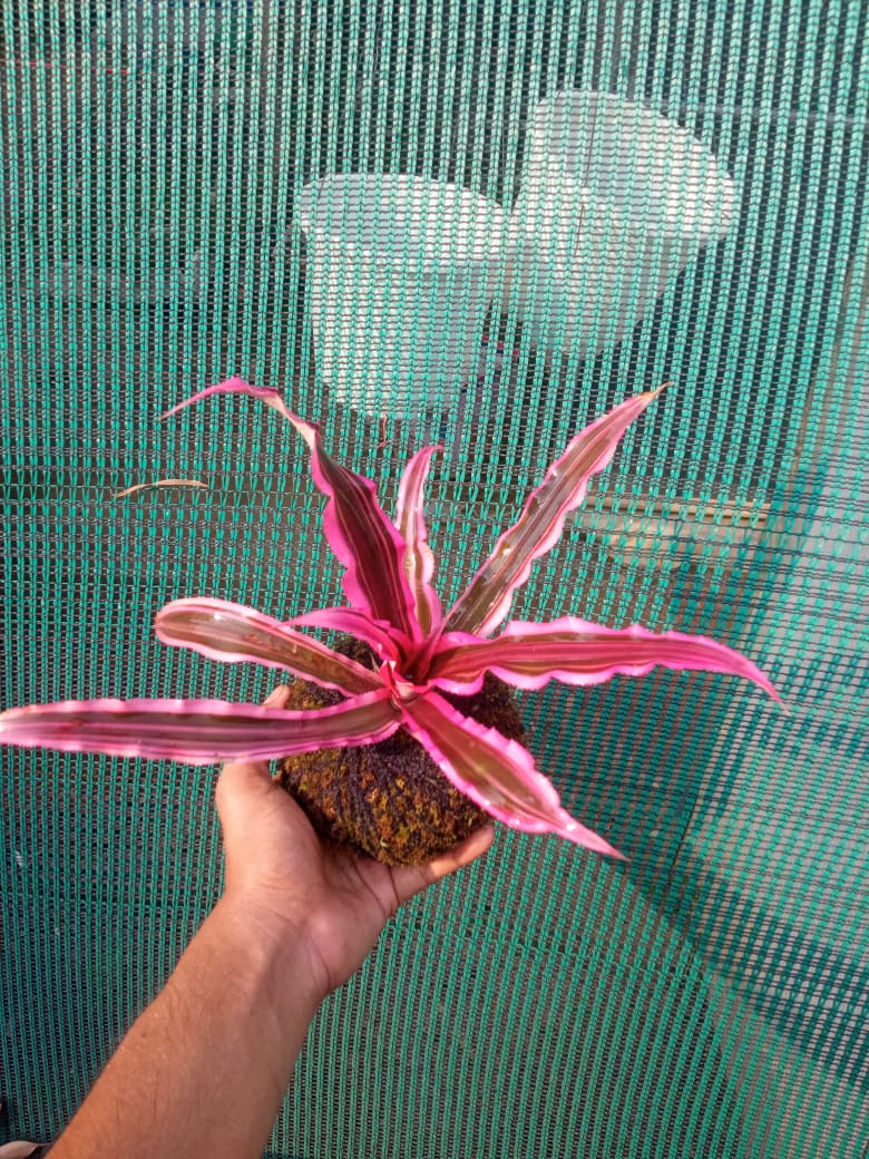 Kokedama Cryptanthus Pink Straight Plant