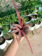 Kokedama Cryptanthus Crazy Moon Plant