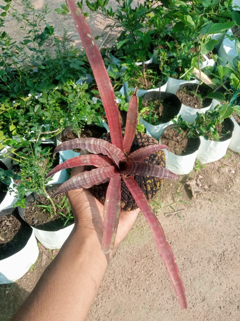 Kokedama Cryptanthus Crazy Moon Plant
