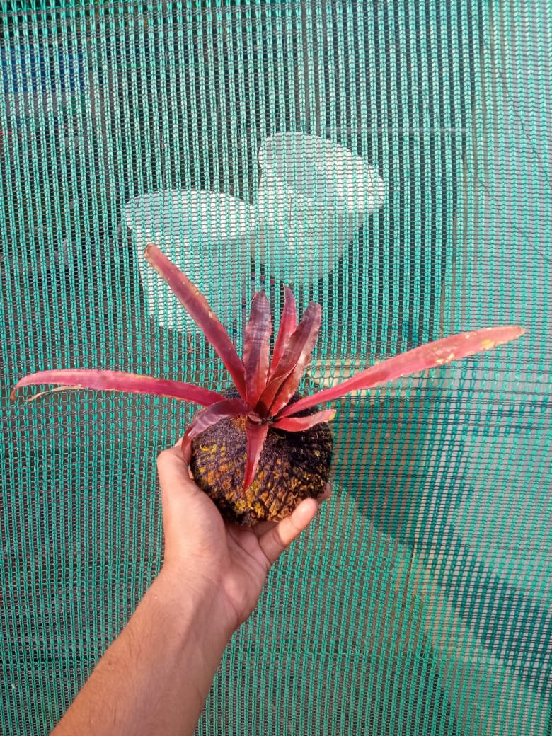 Kokedama Cryptanthus Crazy Moon Plant