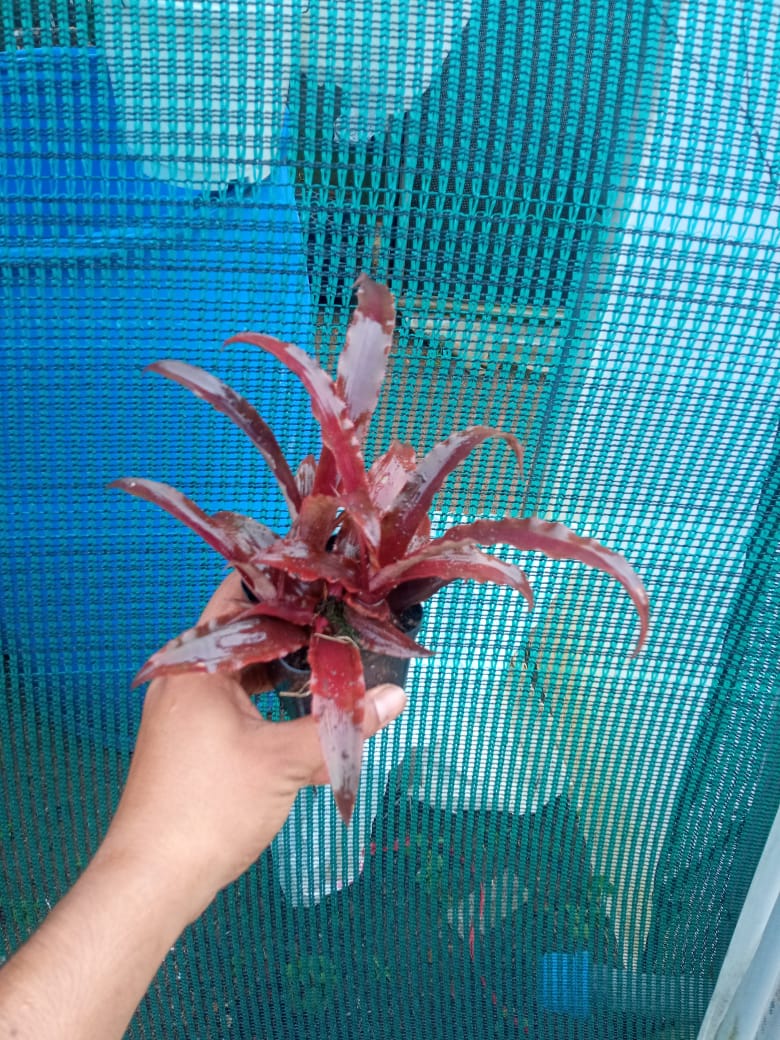 Cryptanthus Crazy Moon Plant