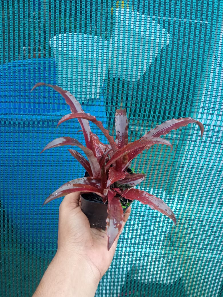 Cryptanthus Crazy Moon Plant
