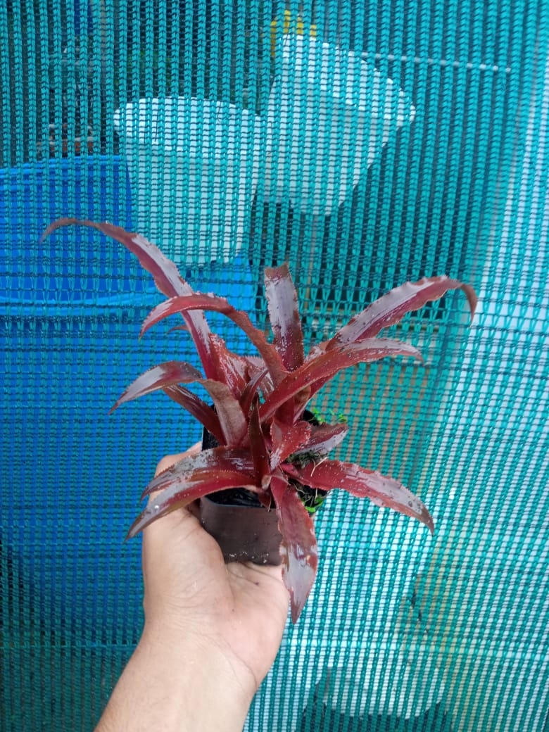 Cryptanthus Crazy Moon Plant