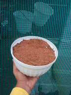 Coco Peat – Premium Growing Media for Orchids &amp; Indoor Plants