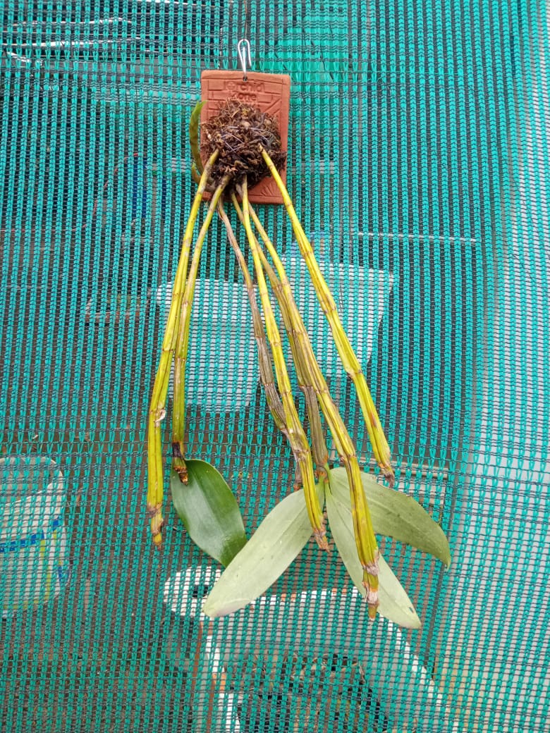 Dendrobium Densiflorum Species Orchid | Premium Terracotta Plate Mounted Orchid