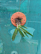 Ascocentrum Ampullaceum Species Orchid | Premium Terracotta Plate Mounted Orchid