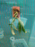 Coelogyne Flaccida Species Orchid | Premium Terracotta Plate Mounted Orchid