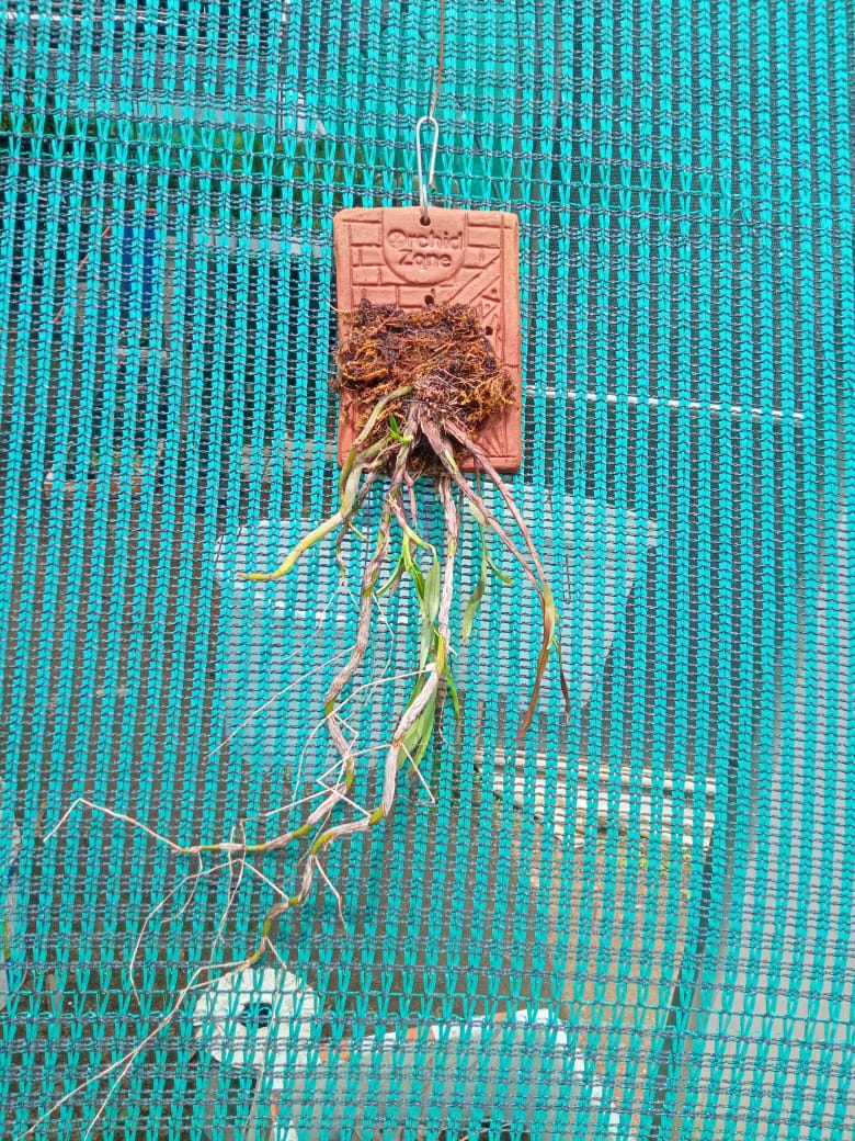 Dendrobium Denudans Species Orchid | Premium Terracotta Plate Mounted Orchid