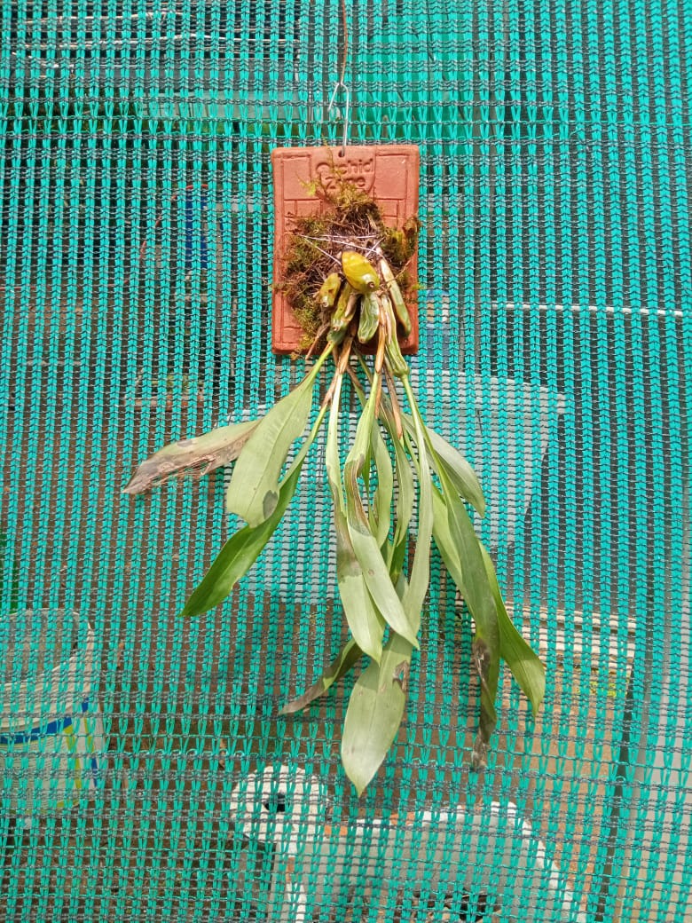 Coelogyne Ocrachea Species Orchid | Premium Terracotta Plate Mounted Orchid