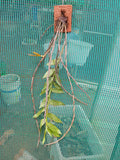 Dendrobium Cumulatum Species Orchid | Premium Terracotta Plate Mounted Orchid