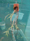 Dendrobium Chrysanthum Species Orchid | Premium Terracotta Plate Mounted Orchid
