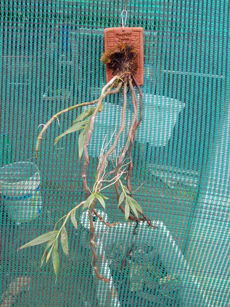 Dendrobium Chrysanthum Species Orchid | Premium Terracotta Plate Mounted Orchid