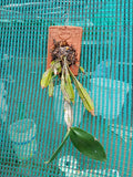 Dendrobium Farmeri Species Orchid | Premium Terracotta Plate Mounted Orchid