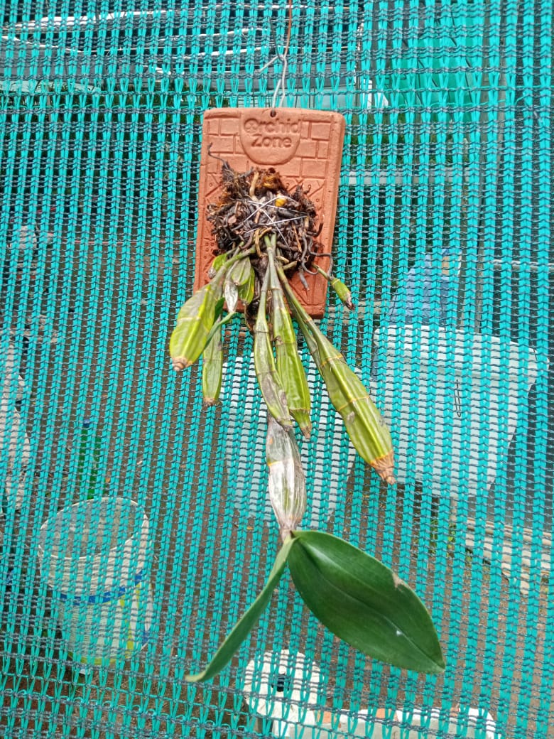 Dendrobium Farmeri Species Orchid | Premium Terracotta Plate Mounted Orchid