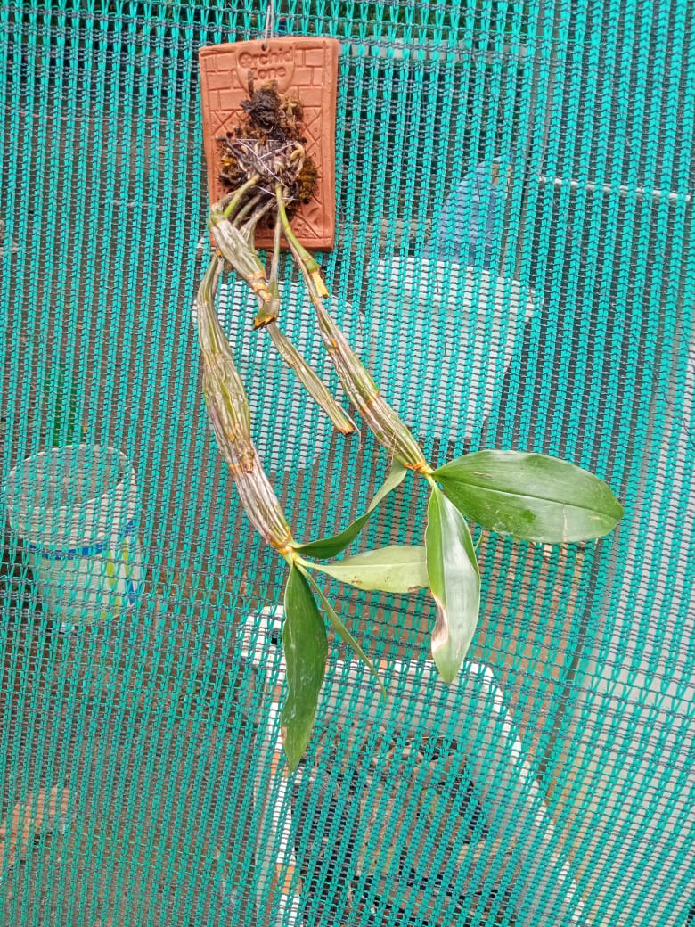 Dendrobium Farmeri Species Orchid | Premium Terracotta Plate Mounted Orchid