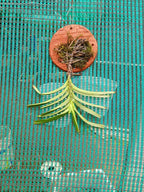 Vanda Cristata Species Orchid | Premium Terracotta Plate Mounted Orchid