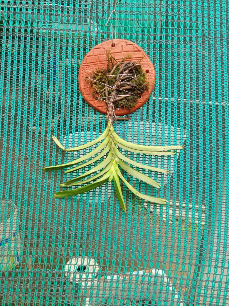 Vanda Cristata Species Orchid | Premium Terracotta Plate Mounted Orchid