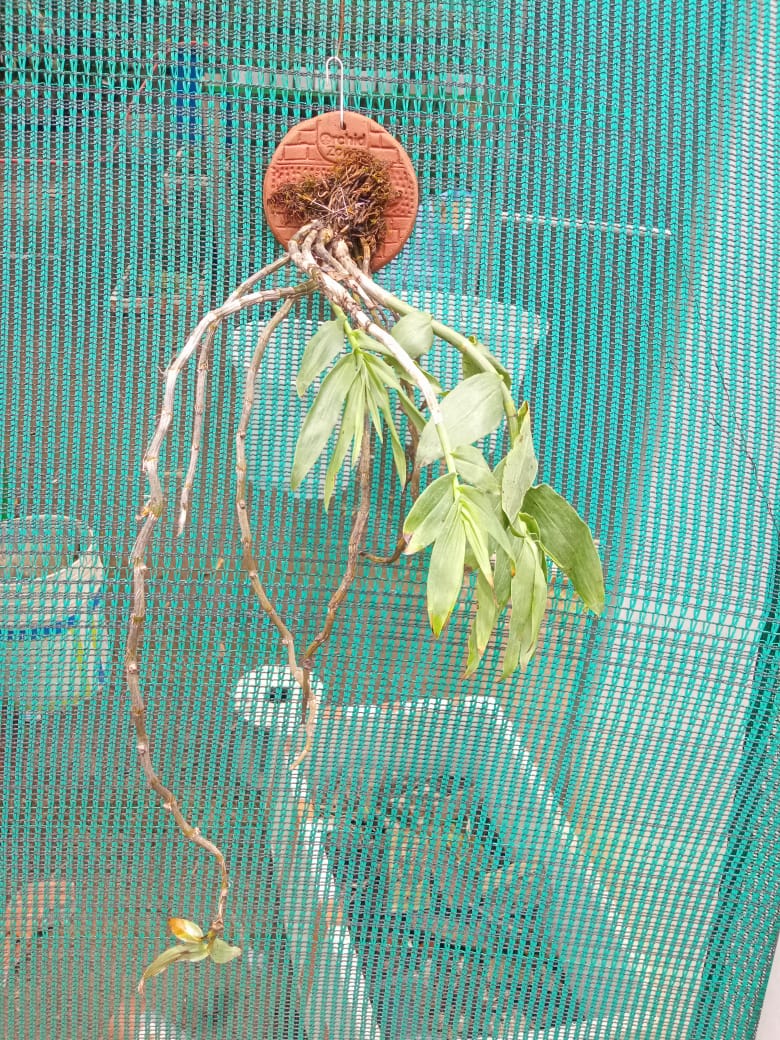 Dendrobium Chrysanthum Species Orchid | Premium Terracotta Plate Mounted Orchid
