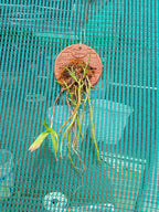 Dendrobium Denudans Species Orchid | Premium Terracotta Plate Mounted Orchid