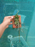 Chiloschista lunifera Species Orchid | Premium Terracotta Plate Mounted Orchid