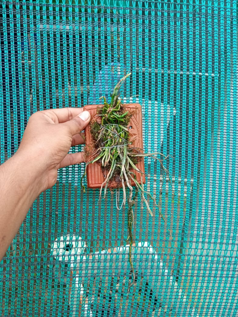 Chiloschista lunifera Species Orchid | Premium Terracotta Plate Mounted Orchid