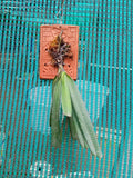 Ascocentrum Ampullaceum Species Orchid | Premium Terracotta Plate Mounted Orchid