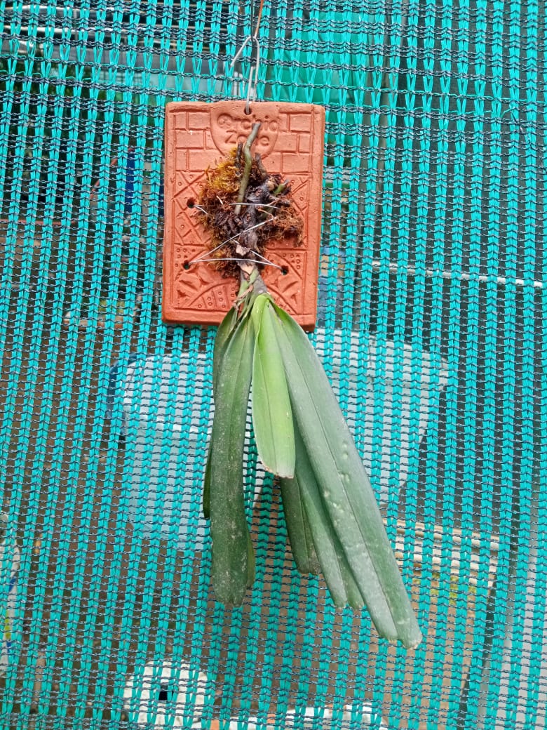 Ascocentrum Ampullaceum Species Orchid | Premium Terracotta Plate Mounted Orchid