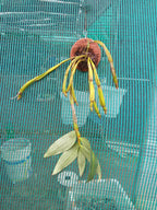 Dendrobium Densiflorum Species Orchid | Premium Terracotta Plate Mounted Orchid