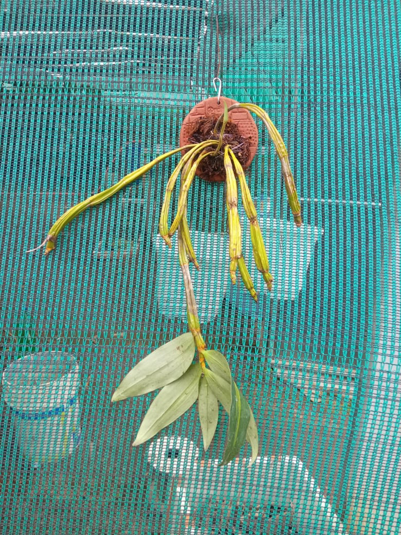 Dendrobium Densiflorum Species Orchid | Premium Terracotta Plate Mounted Orchid