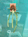 Rhynchostylis Retusa – Foxtail Species Orchid | Premium Terracotta Plate Mounted Orchid