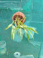 Dendrobium Crepidatum Species Orchid | Premium Terracotta Plate Mounted Orchid