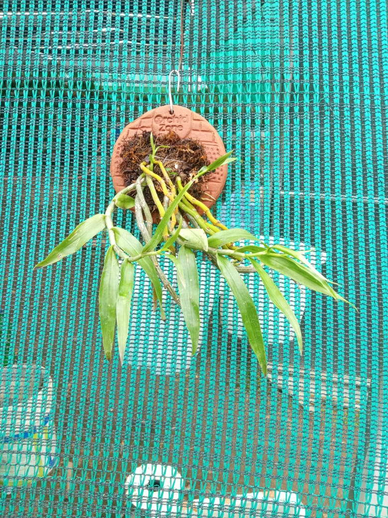 Dendrobium Crepidatum Species Orchid | Premium Terracotta Plate Mounted Orchid