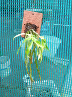 Dendrobium Crepidatum Species Orchid | Premium Terracotta Plate Mounted Orchid