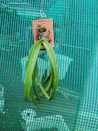 Aerides Multiflora Species Orchid | Premium Terracotta Plate Mounted Orchid