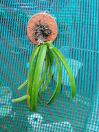 Aerides Multiflora Species Orchid | Premium Terracotta Plate Mounted Orchid