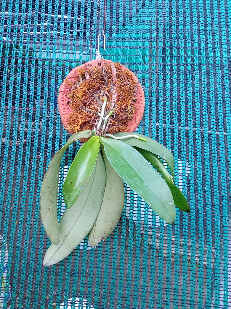 Phalaenopsis Mannii Species Orchid | Premium Terracotta Plate Mounted Orchid