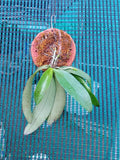 Phalaenopsis Mannii Species Orchid | Premium Terracotta Plate Mounted Orchid