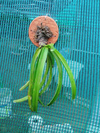 Aerides Multiflora Species Orchid | Premium Terracotta Plate Mounted Orchid