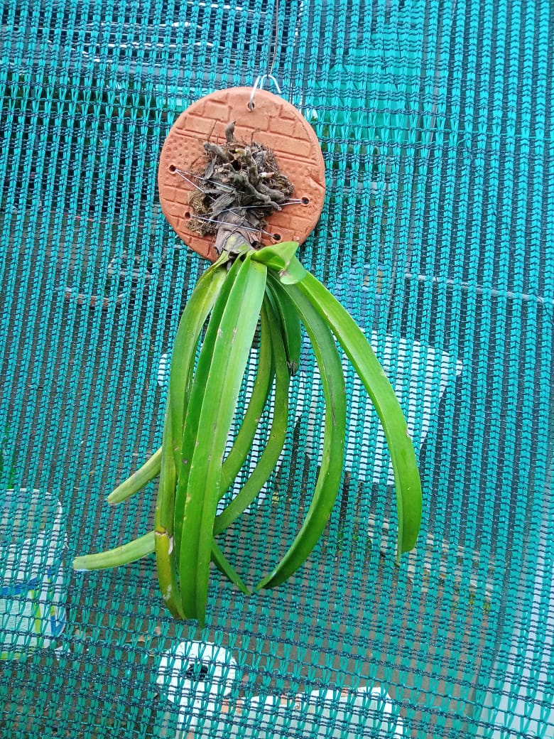 Aerides Multiflora Species Orchid | Premium Terracotta Plate Mounted Orchid