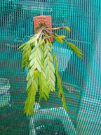 Dendrobium Anceps Species Orchid | Premium Terracotta Plate Mounted Orchid