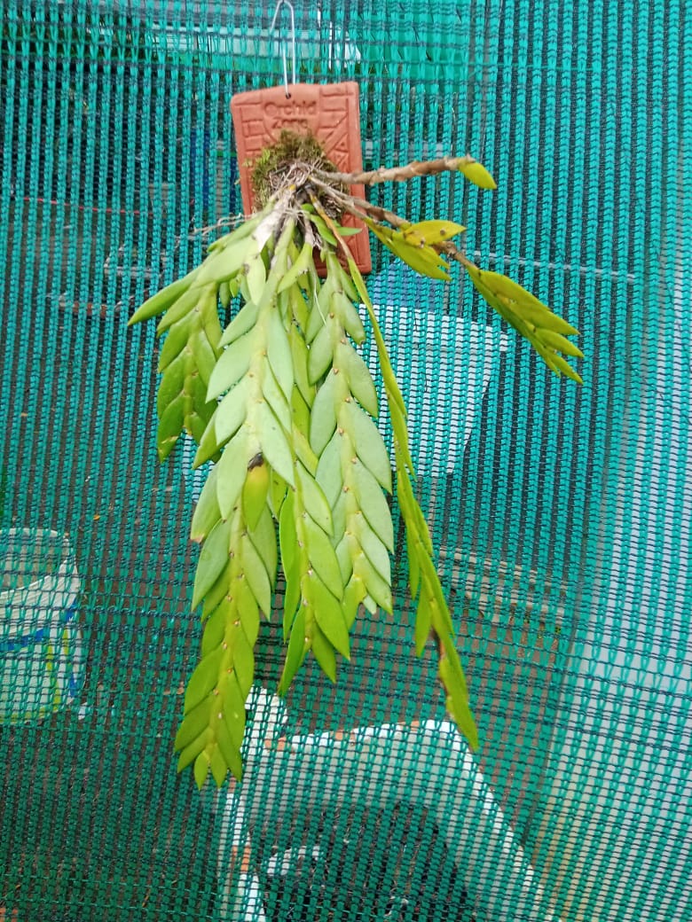 Dendrobium Anceps Species Orchid | Premium Terracotta Plate Mounted Orchid