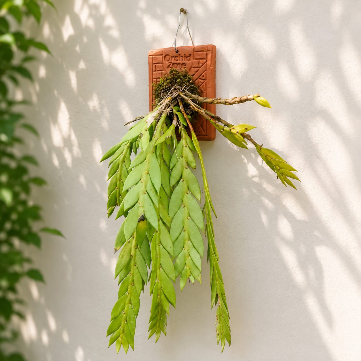 Dendrobium Anceps Species Orchid | Premium Terracotta Plate Mounted Orchid