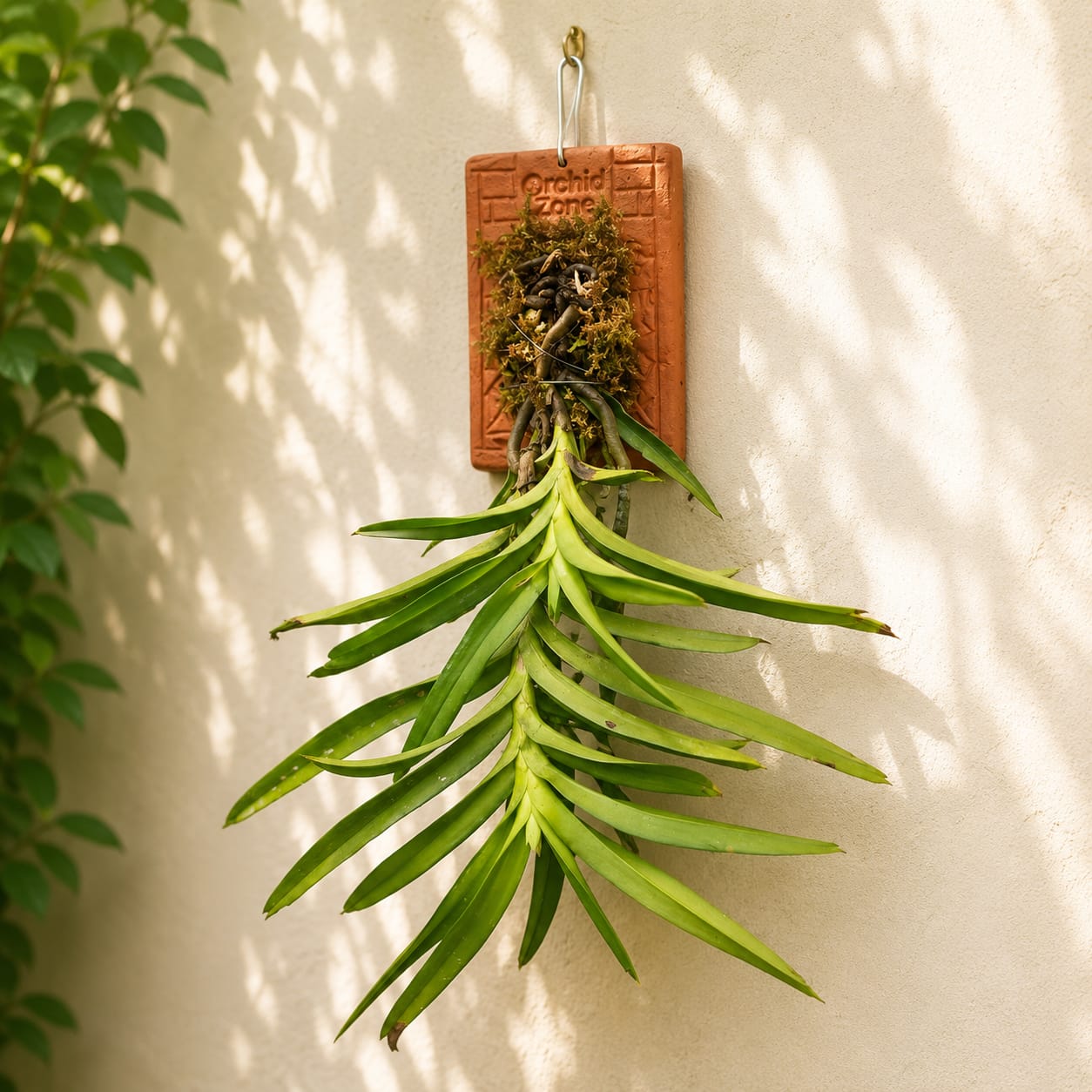 Vanda Cristata Species Orchid | Premium Terracotta Plate Mounted Orchid