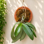 Phalaenopsis Mannii Species Orchid | Premium Terracotta Plate Mounted Orchid